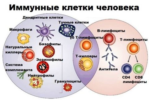 Укрепление иммунитета картинки